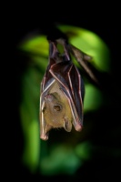 Kalon ramenaty - Cynopterus brachyotis - Lesser Short-nosed Fruit Bat o4148